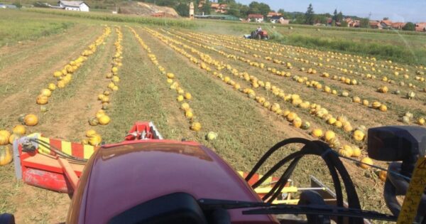Tomislav Kovač: Kad je došao red da preuzmem posao, rekao sam neću krave, orahe ću i tikve