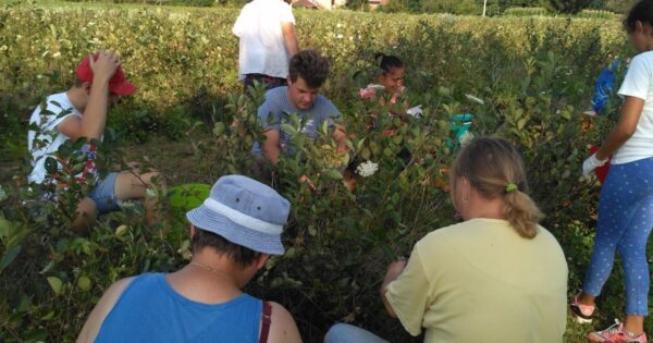 Na OPG-u Marije Borić uspješno spojili ekološki uzgoj ličke pramenke i aroniju