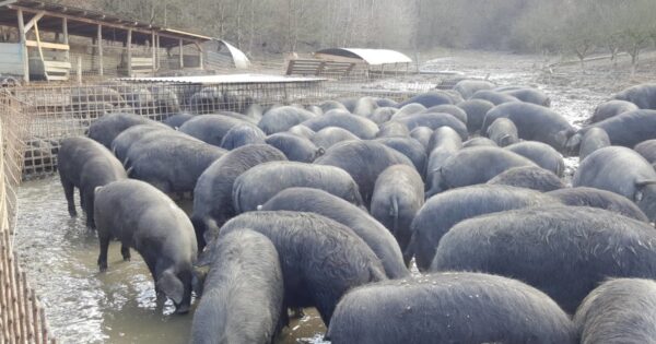 Josip Lilek uzgaja 150 crnih slavonskih svinja: Već pet godina ni one ni ja nismo morali kod doktora