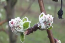 Izmjene Trećeg natječaja za provedbu intervencije 76.01. Osiguranje poljoprivredne proizvodnje