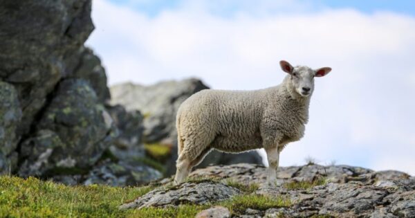 Poljoprivrednicima poslane obavijesti o novostima u provedbi mjere 14 – Dobrobit životinja