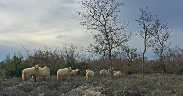 Dalmatinska janjetina postala 40. hrvatski proizvod zaštićenog naziva u Europskoj uniji