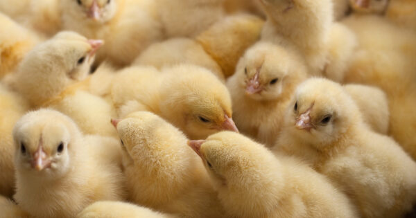 Sa stalnog posla i dobre plaće u poljoprivredu: Mario Škrlec danas je vlasnik najmodernije farme pilića!