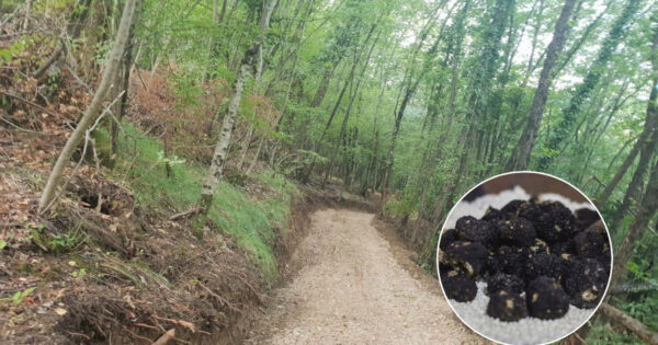 Važno je očuvati vrijedne gljive, “Put tartufa” upravo je na tom tragu