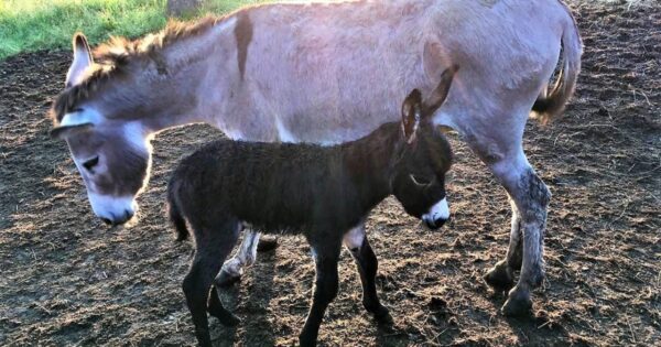 Trebali mlijeko za bolesnog sinčića, nabavili magarce i razvili uspješan posao