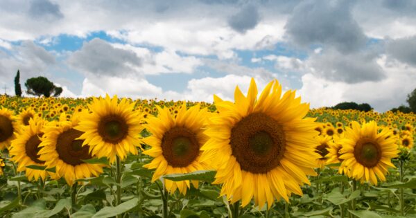 Nakon 28 dana od zatvaranja natječaja poljoprivrednicima stižu odluke vrijedne 360 milijuna kuna