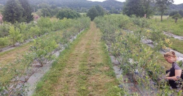 Borovnice tete Bete: realnim planiranjem do ostvarenja ciljeva