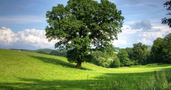 Objavljen novi natječaj u okviru mjere 8 “Ulaganja u razvoj šumskih područja i poboljšanje održivosti šuma” iz Programa ruralnog razvoja