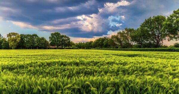 Objavljen natječaj za Podmjeru 17.1 Osiguranje usjeva, životinja i biljaka