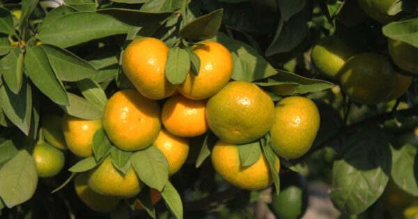Eko mandarine s OPG-a Prović: Nikad nije kasno za napraviti preokret u proizvodnji