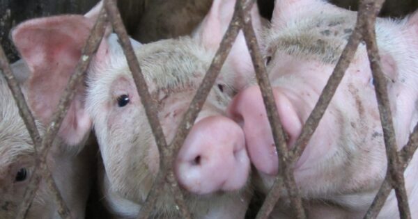 Udruživanje je jedini put oporavka sela, slavonski svinjogojci to prepoznali i povukli pola milijuna eura!