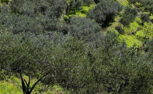 Uključite se u savjetovanje s javnošću za Nacrt prijedloga Uredbe o financijskoj strukturi omotnice za program izravnih plaćanja u 2021. godini