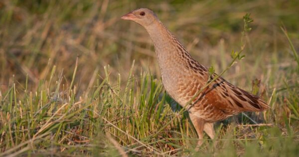 Znate li tko je kosac?