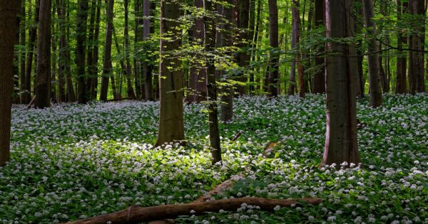 E-savjetovanje Nacrta natječaja za provedbu tipa operacije 4.3.3 „Ulaganje u šumsku infrastrukturu“