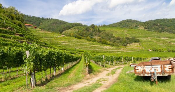 Objavljen prvi Natječaj za podnošenje zahtjeva za potporu iz sektora vina unutar Strateškog plana Zajedničke poljoprivredne politike Republike Hrvatske 2023. – 2027. za intervenciju  58.1.a.01. – RESTRVINEY – Restrukturiranje i konverzija vinograda