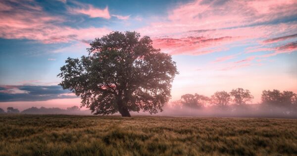 Obavijest poljoprivrednicima vezane uz isplatu avansa