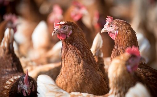 Prve izmjene desetog natječaja za tip operacije 4.1.1. za ulaganja u alternativne načine držanja kokoši nesilica u sektoru peradarstva