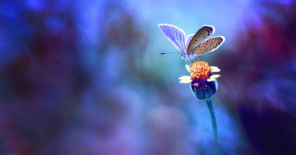 e-Savjetovanja prijedloga Pravilnika o provedbi izravne potpore poljoprivredi i IAKS mjera ruralnog razvoja za 2024. godinu