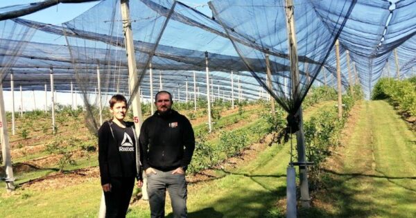 Na OPG-u Lea Lisjaka godišnje uzgoje i do 5 tona eko borovnica