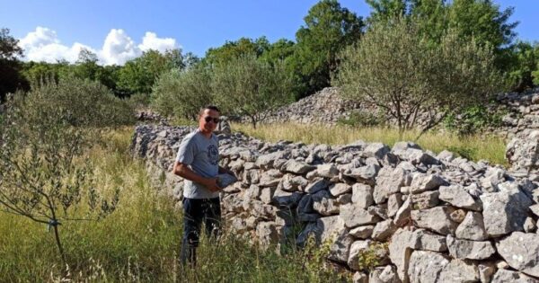 Lucijan Trogrlić: Masline i pčele s Biokova daju vrhunska ulja i med