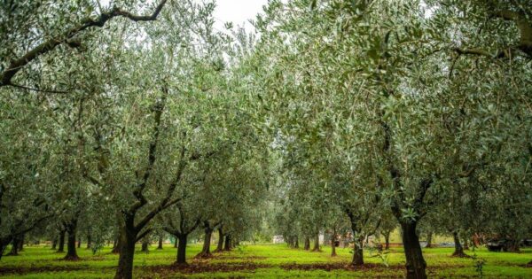 Otvoreno e-Savjetovanje s javnošću za Prijedlog pravilnika o izmjenama i dopunama Pravilnika o evidenciji uporabe poljoprivrednog zemljišta
