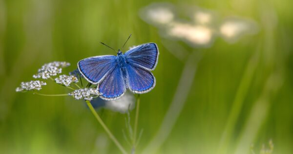 Otvoreno e- savjetovanje za Prijedlog Pravilnika o provedbi izravne potpore i IAKS mjera ruralnog razvoja za 2022. godinu