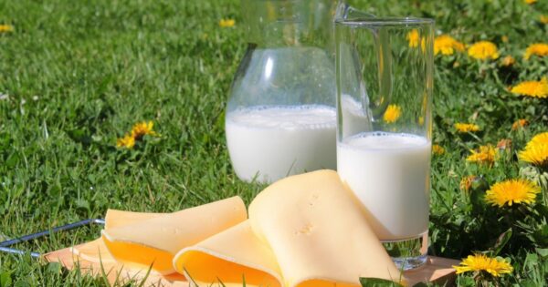 Svjetski dan mlijeka