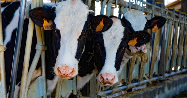 Otvoreno e-Savjetovanje za Program razvoja sektora mljekarstva do 2030. godine