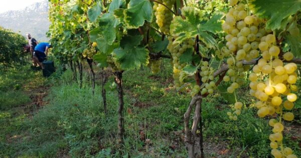 Mladi vinar Drago Mihaljević odlučan je u očuvanju autohtone sorte Zlatarice