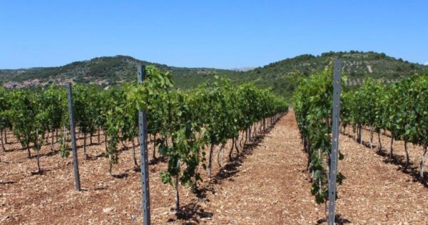 Objavljene izmjene Javnog natječaja za podnošenje zahtjeva za potporu za intervenciju 58.1.b.01. – INVWINE – Ulaganja