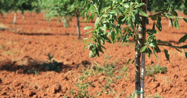 Nema većeg zadovoljstva nego kad vidiš da će biti dobar urod jer si sve dobro odradio