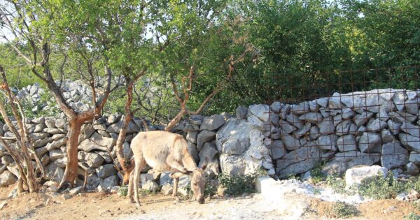 OPG Lucić: Prve primorsko-dinarske magarce nabavili radi djece, a sada razvijaju pravi mali biznis