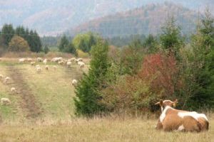 11. prosinca – Međunarodni dan planina