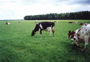 Raspored održavanja radionica za mjeru 9 "Uspostava proizvođačkih grupa i organizacija" krave