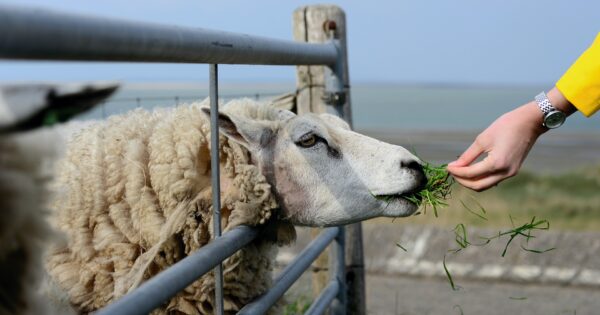 Započinje dostava Odluka o ostvarivanju prava na izravna plaćanja i IAKS mjere ruralnog razvoja za 2020. godinu