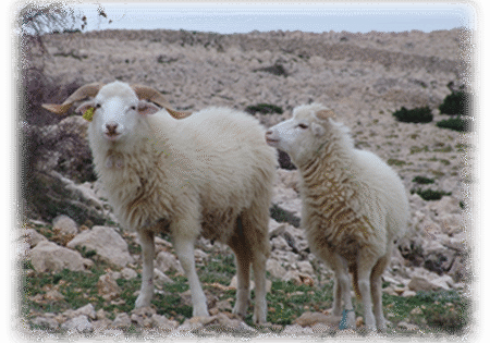 Konzultacije s dionicima: Održivo stočarstvo i krški pašnjaci (15.6.2022.)