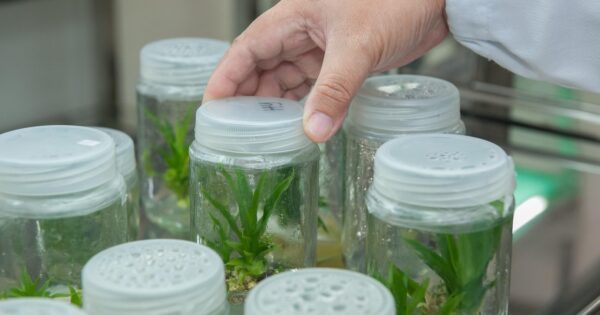 Objavljen treći natječaj za intervenciju 70.05 – Potpora za očuvanje, održivo korištenje i razvoj genetskih izvora u poljoprivredi za biljne genetske resurse
