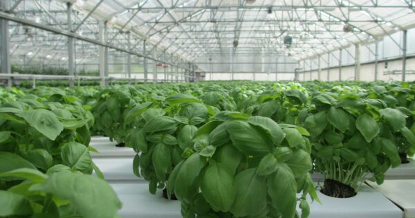 E-savjetovanje Nacrta natječaja za provedbu tipa operacije 4.1.1 „Restrukturiranje, modernizacija i povećanje konkurentnosti poljoprivrednih gospodarstava“ – ulaganja u proizvodnju povrća u zaštićenom prostoru – plasteniku