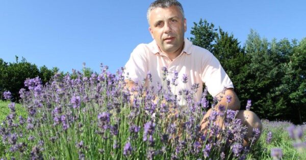 Kontinent već dugo daje vrhunsku lavandu, dobar dio dolazi s eko OPG-a Roberta Poturice