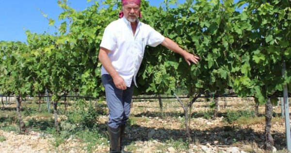 Vinova loza, masline i smokve – Tri eko gracije Dalmacije Poljoprivredne zadruge MasVin