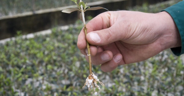 Druge izmjene Natječaja za operaciju 4.1.1. Restrukturiranje, modernizacija i povećanje konkurentnosti poljoprivrednih gospodarstava – ulaganja u sjemensku i rasadničarsku proizvodnju