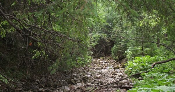 Produžen rok za tip operacije 8.5.1 Konverzija degradiranih šumskih sastojina i šumskih kultura