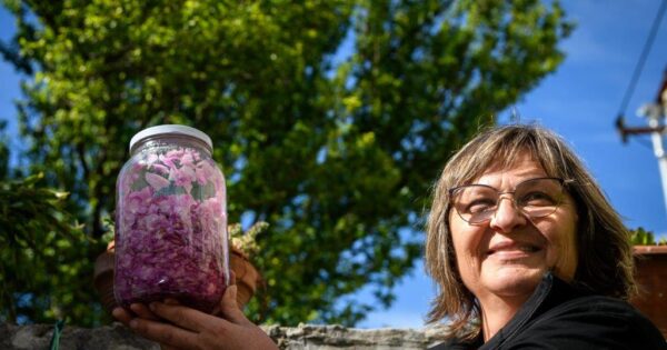 Od latica „starinske ruže“ do sapuna s malinovim uljem – posjetili smo čudesnu radionicu u Šikićevim dvorima u Murteru