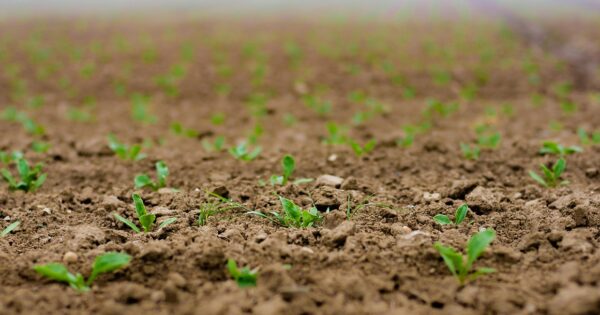 70 milijuna kuna za ulaganja u sjemensku i rasadničarsku proizvodnju