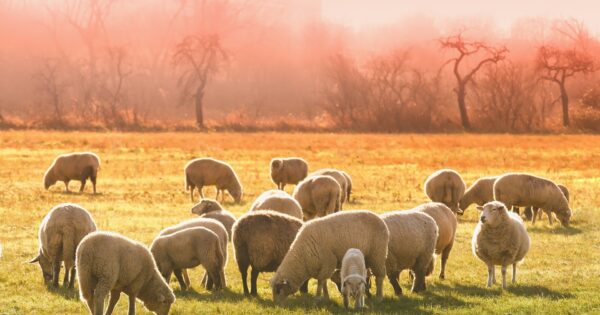 Objavljen natječaj za tip operacije 4.4.1 Neproduktivna ulaganja povezana s očuvanjem okoliša