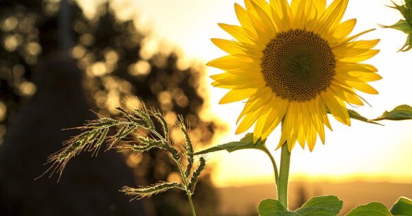 Obrtna sredstva za ruralni razvoj – krediti uz kamatnu stopu od 0,5% i bez naknada