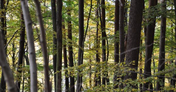 Objavljen četvrti Natječaj za tip operacije 8.5.1 Konverzija degradiranih šumskih sastojina i šumskih kultura