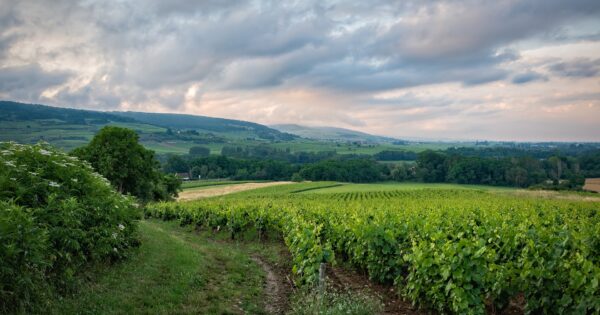 Treće izmjene Natječaja za provedbu tipa operacije 4.1.1 „Restrukturiranje, modernizacija i povećanje konkurentnosti poljoprivrednih gospodarstava“ – podizanje novih vinograda i/ili restrukturiranje vinograda stolnih kultivara