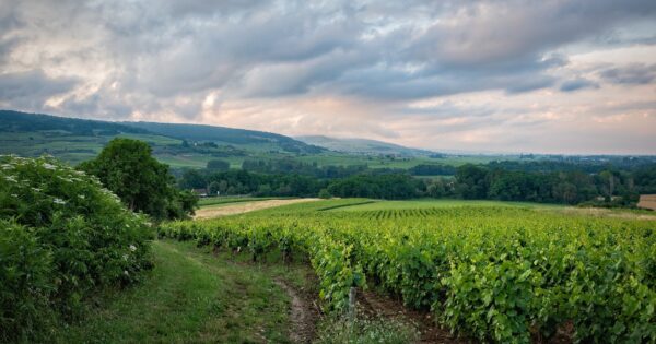 Obavijest korisnicima natječaja TOP 4.1.1 – višegodišnji nasadi te TOP 4.1.1 – vinogradi
