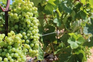 E-savjetovanje Nacrta natječaja za provedbu tipa operacije 5.2.1. „Obnova poljoprivrednog zemljišta i proizvodnog potencijala“